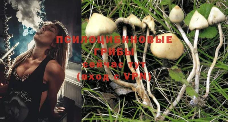 Псилоцибиновые грибы Magic Shrooms  Курган 